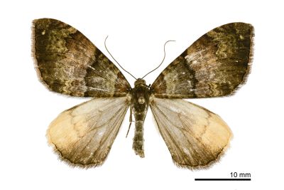 島幅尺蛾 Photoscotosia insularis 雌蟲