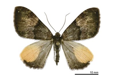 島幅尺蛾 Photoscotosia insularis 雌蟲