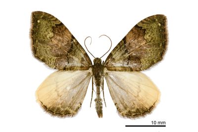 島幅尺蛾 Photoscotosia insularis 雄蟲