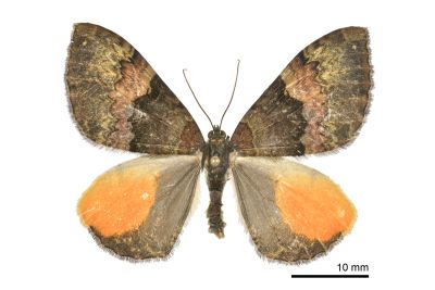桔斑幅尺蛾 Photoscotosia miniosata 雌蟲