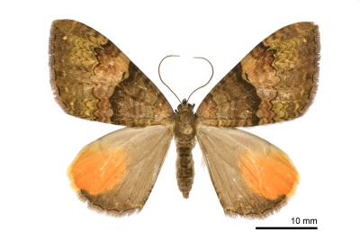 桔斑幅尺蛾 Photoscotosia miniosata 雌蟲