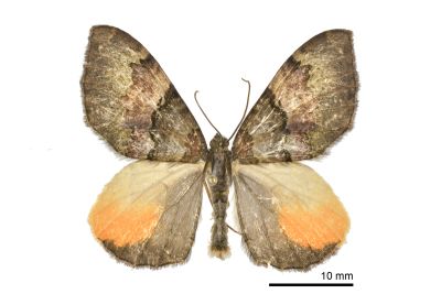 桔斑幅尺蛾 Photoscotosia miniosata 雄蟲