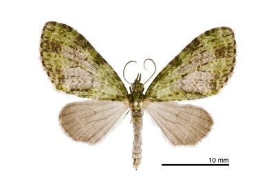 窄翅綠波尺蛾 Phthonoloba viridifasciata 雌蟲