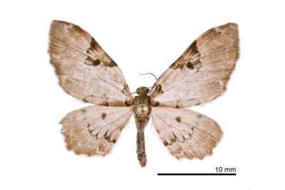 U紋波尺蛾 Physetobasis dentifascia triangulifera 雄蟲