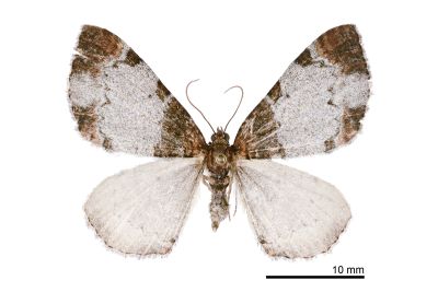 銀白紋朦尺蛾 Protonebula altera 雌蟲
