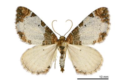 銀白紋朦尺蛾 Protonebula altera 雄蟲