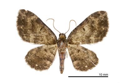 鏽斑波尺蛾 Pseudocollix hyperythra catalalia 雌蟲