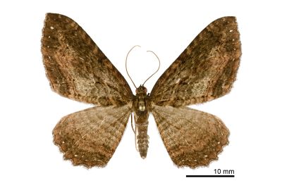 星緣扇尺蛾 Telenomeuta punctimarginaria 雄蟲
