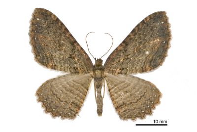 星緣扇尺蛾 Telenomeuta punctimarginaria 雄蟲