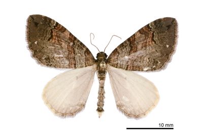 臺灣脊尺蛾 Trichoplites ingressa 雄蟲