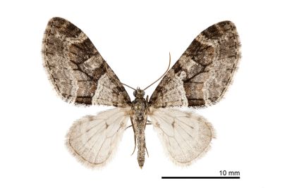 陸毛翅尺蛾 Trichopteryx terranea 雄蟲