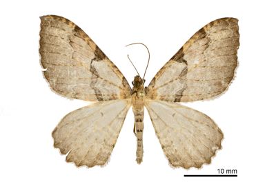 細黑帶光尺蛾 Triphosa atrifascia 雄蟲