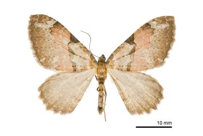 細黑帶光尺蛾 Triphosa atrifascia 雌蟲