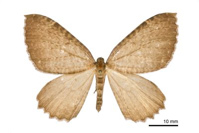 圓滿光尺蛾 Triphosa rotundata 雌蟲