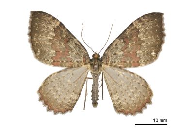 紅帶光尺蛾 Triphosa rubrodotata 雌蟲