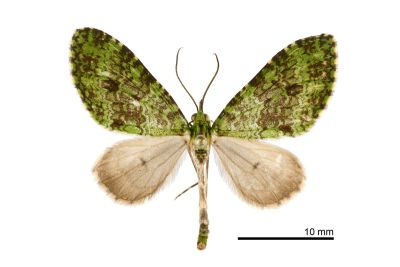 綠波尺蛾 Tristeirometa decussata moltrechti 雄蟲
