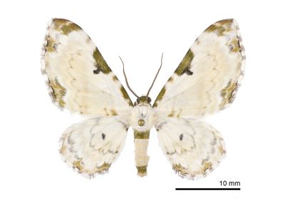楤木波尺蛾 Tyloptera bella ogatai 雌蟲
