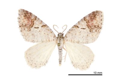 威白維尺蛾 Venusia lineata 雄蟲