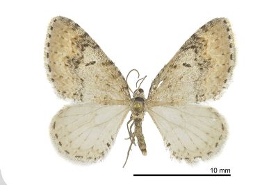 大黑斑維尺蛾 Venusia megaspilata 雄蟲