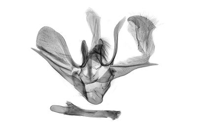 大黑斑維尺蛾 Venusia megaspilata 雄蟲