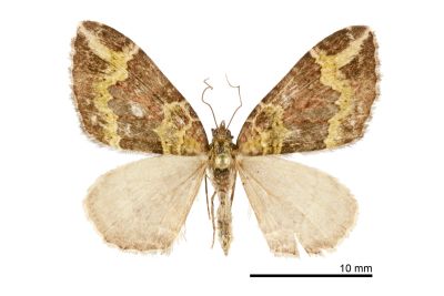 弗潢尺蛾 Xanthorhoe cybele 雄蟲