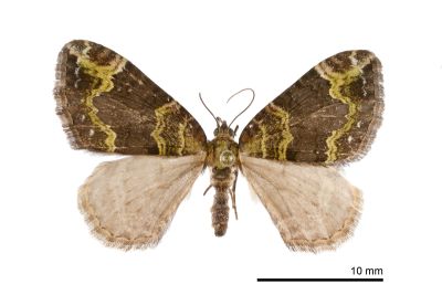 弗潢尺蛾 Xanthorhoe cybele 雌蟲