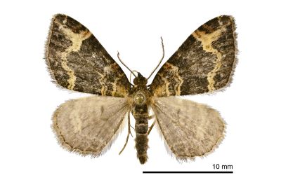 弗潢尺蛾 Xanthorhoe cybele 雄蟲
