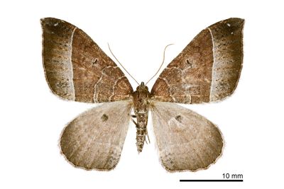 革黑點尺蛾 Xenortholitha corioidea 雌蟲
