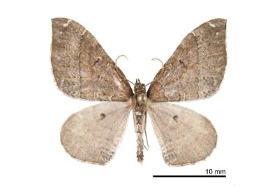 革黑點尺蛾 Xenortholitha corioidea 雄蟲