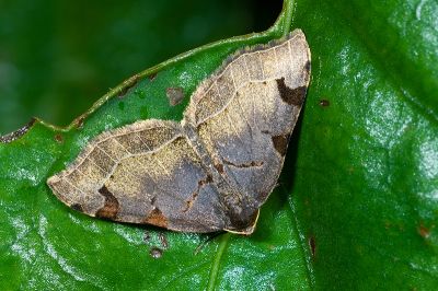 白線四斑波尺蛾 Heterophleps variegata 雄蟲