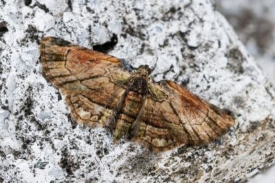 反軸尺蛾 Axinoptera anticostalis 雄蟲
