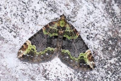 弗潢尺蛾 Xanthorhoe cybele 雄蟲