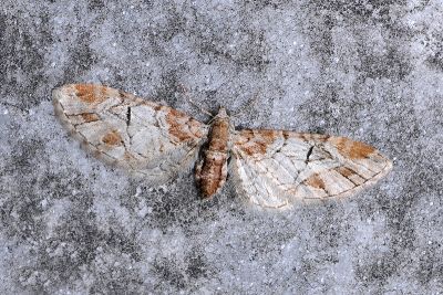 臺灣球果尺蛾 Eupithecia taiwana 雌蟲