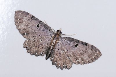 白星考尺蛾 Collix stellata 雌蟲