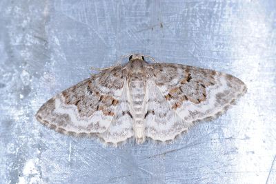灰褐水尺蛾 Hydrelia enisaria 雄蟲