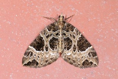 黑油漬褥尺蛾 Eustroma melancholica interrupta 雌蟲