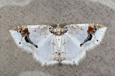 對白尺蛾 Asthena undulata 雄蟲