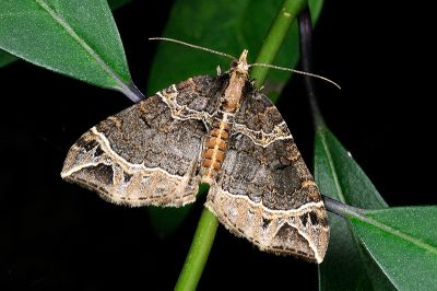齒紋波尺蛾 Ecliptopera umbrosaria stathera 雄蟲