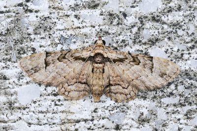 縱帶明波尺蛾 Gymnoscelis tristrigosa 雌蟲