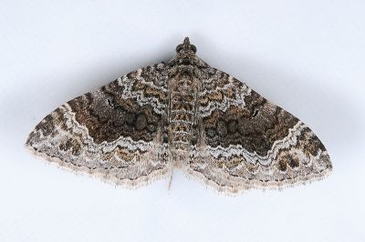 盈潢尺蛾 Xanthorhoe saturata 雌蟲