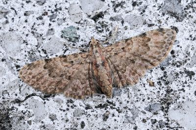 波線小翅波尺蛾 Chloroclystis dentatissima 雌蟲