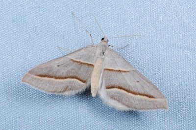 臺灣盜尺蛾 Docirava flavilinata 雌蟲