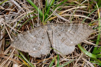 能高汝尺蛾 Rheumaptera nengkaoensis 雄蟲