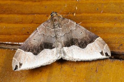 側黑點尺蛾 Xenortholitha latifusata latifusata 雄蟲