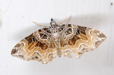臺灣角尺蛾 Lobogonodes taiwana 雌蟲