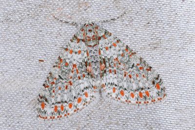 美洱尺蛾 Trichopterigia sanguinipunctata sanguinipunctata