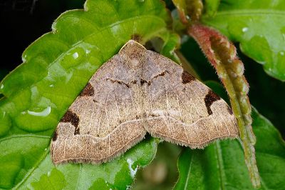 白線四斑波尺蛾 Heterophleps variegata 雌蟲
