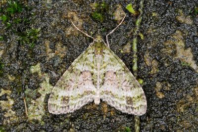 窄翅綠波尺蛾 Phthonoloba viridifasciata 雄蟲