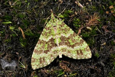 綠波尺蛾 Tristeirometa decussata moltrechti 雄蟲