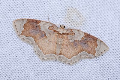 紫角紋波尺蛾 Palpoctenidia phoenicosoma semilauta 雄蟲